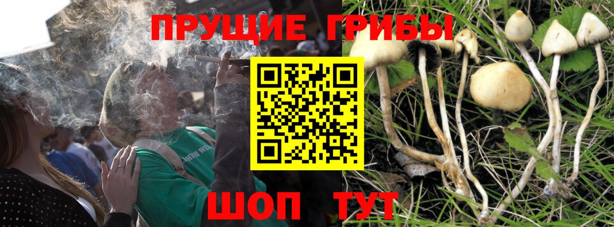 Галлюциногенные грибы GOLDEN TEACHER  цены наркотик  Ессентуки  Псилоцибиновые грибы Magic Shrooms  Вход с VPN 